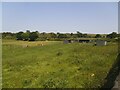 Goats in a field in Collingham