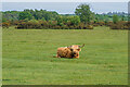 SU2803 : Highland cow by Ian Capper