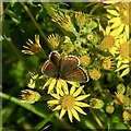 Brown Argus butterfly on Ragwort