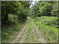 Boggy track to Wood Farm