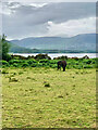 NG8657 : Horse grazing in a paddock by Mick Garratt