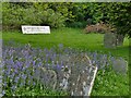 Bluebells among the graves