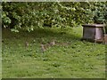 Rabbits among the graves