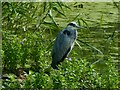 ST3383 : Grey Heron, Newport Wetlands by Robin Drayton