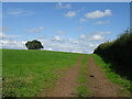 Farm track and grazing, Daresbury