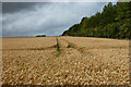 Farmland, Lockinge