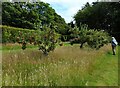 NS3378 : Orchard, Geilston Garden by Richard Sutcliffe