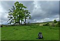 Stone rubble at end of track, Nidderdale