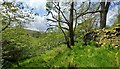 Convergence of footpaths, Nidderdale