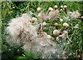 Thistledown,  Faversham