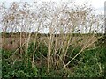 Dry, dead plants Faversham