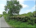 Hedge alongside Swallow Field