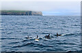 HU5439 : Atlantic White-sided dolphins off the Isle of Noss by Carroll Pierce