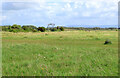 Fleetwood Marsh Nature Reserve (3)