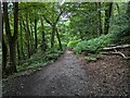 Footpath in Park Banks woodland