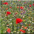 Wild Flowers by the A40