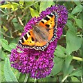 Small tortoiseshell