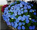 SW8557 : Nancolleth - Hydrangeas at the beginning of the lane (Blue) by Rob Farrow
