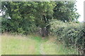 Kissing gate at narrow gap in stone wall under tree