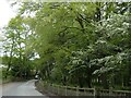 Track to Dudmaston Comer Woods