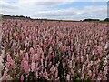SJ7815 : Field of pink flowers by TCExplorer