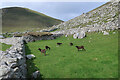 NF1099 : Soay sheep, Hirta by Hugh Venables