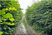 TL3638 : Hedges and Hertfordshire Way by Philip Jeffrey