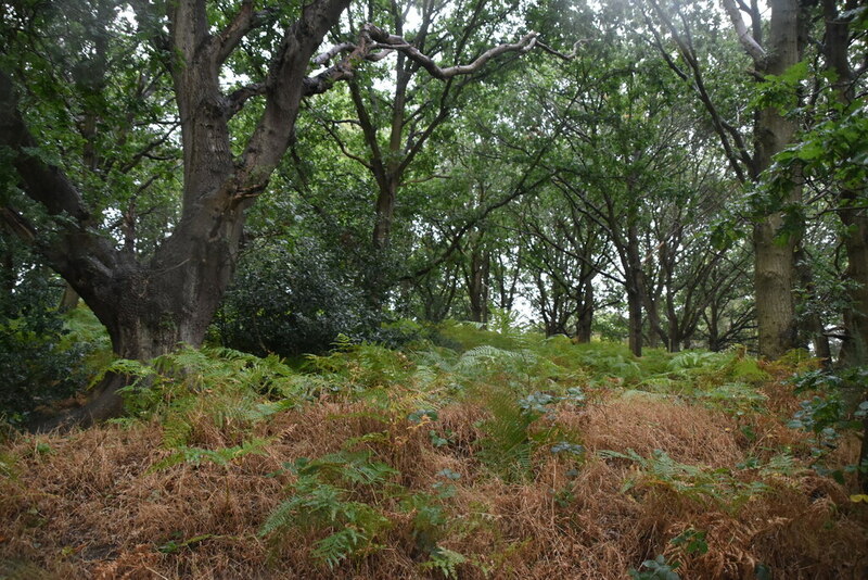 Snape Warren © N Chadwick cc-by-sa/2.0 :: Geograph Britain and Ireland