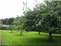SE0661 : Parcevall Hall: lower orchard by Stephen Craven