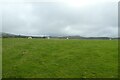 Sheep grazing beside the road