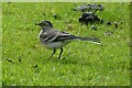 SH6431 : Wagtail at Cwm Bychan by DS Pugh