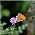 Alners Gorse Butterfly Reserve: Brown Hairstreak 