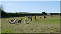 Alpacas at West Wight Alpacas