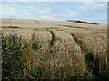 Field of barley