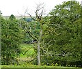 Dead tree by Eagley Brook