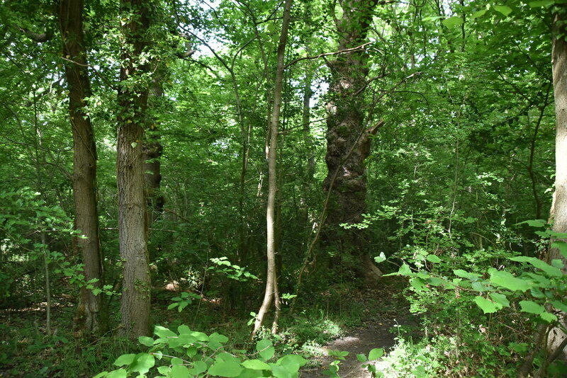 Crofton Woods © N Chadwick cc-by-sa/2.0 :: Geograph Britain and Ireland