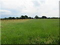 Hay field near to Rigghead