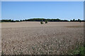 Large wheat field near Bozen Green