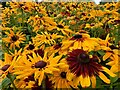 A bed of sunflowers