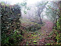 Llwybr Tre-partridge / Tre-partridge path