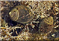 NU0054 : Hermit crabs by Walter Baxter