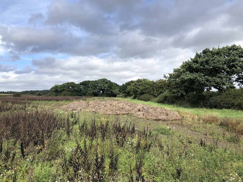 Bean field near Ashington © Richard Webb cc-by-sa/2.0 :: Geograph ...