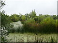 Felmersham Gravel Pits Nature Reserve