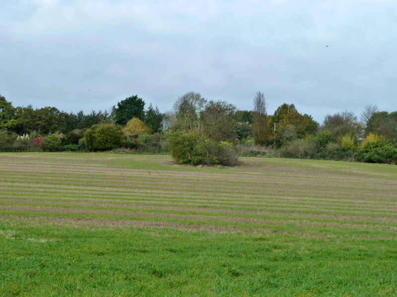 Clump in field east of Laverstoke Lane © Robin Webster cc-by-sa/2.0 ...