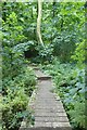 Boardwalk in the woods