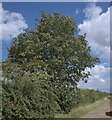 TF0013 : Acer pseudoplatanus by Bob Harvey