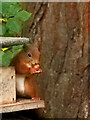 SV8914 : Red Squirrel at Tresco Abbey Gardens by David Dixon