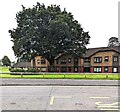 ST3091 : Dominant tree, Whittle Drive, Malpas, Newport by Jaggery