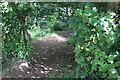 Woodland footpath below pedestrian gate