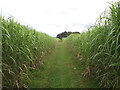 Path through the willow